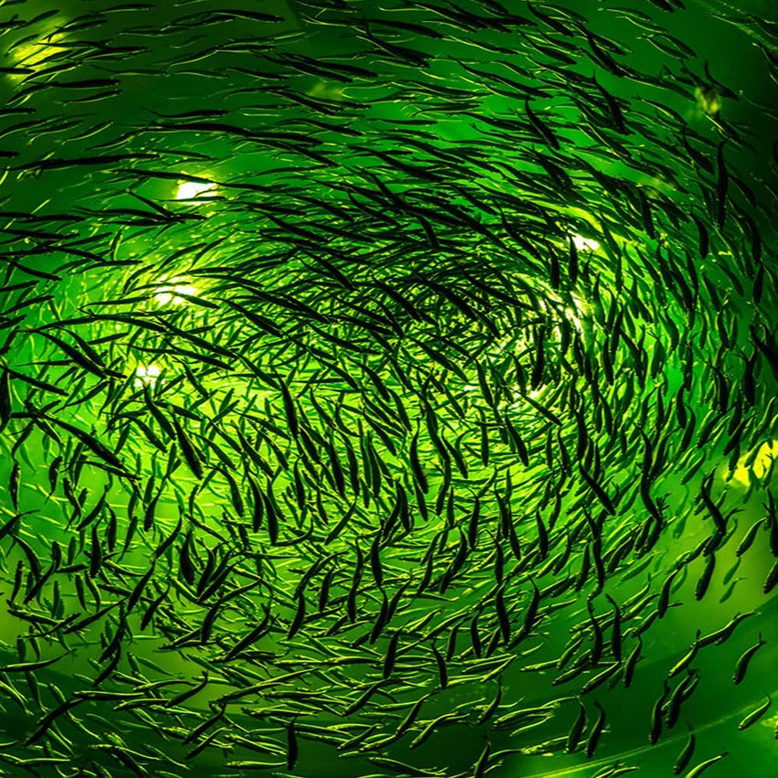 NS 500W LED Underwater Fishing Light 35,000 Lumen Night Fish Attracting Light IP68 Waterproof AC110V