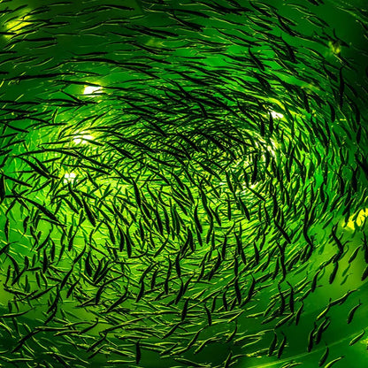 NS 500W LED Underwater Fishing Light 35,000 Lumen Night Fish Attracting Light IP68 Waterproof AC110V